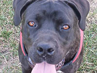 cane corso head